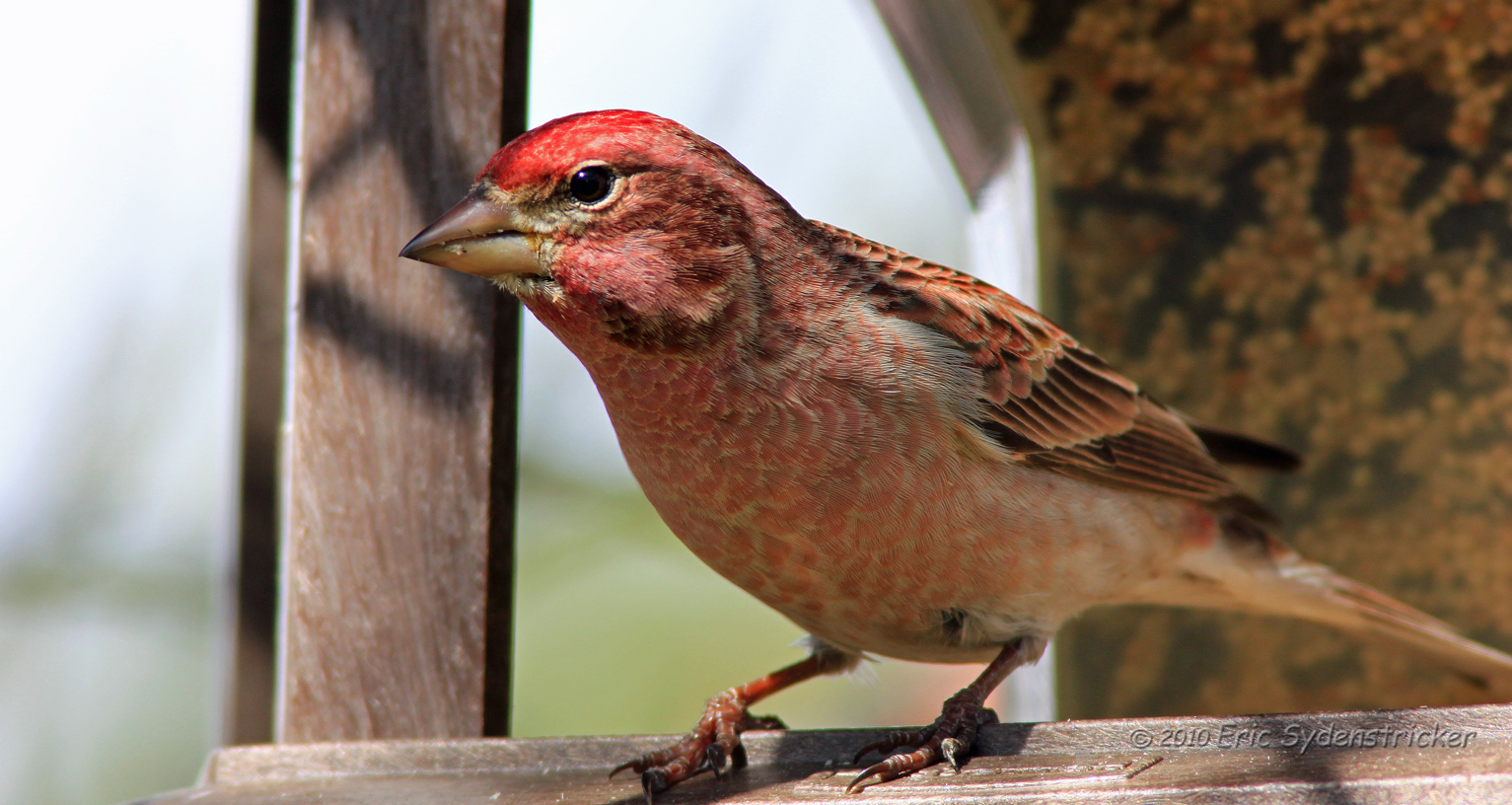 Cassins Finch_1