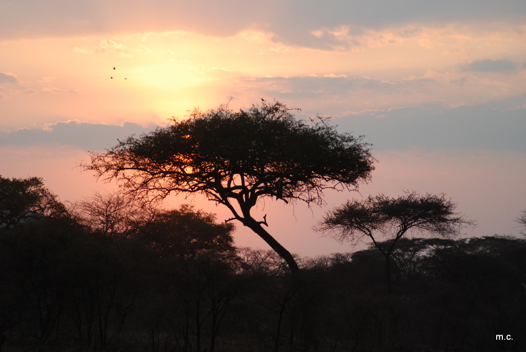 sunset serengeti.JPG