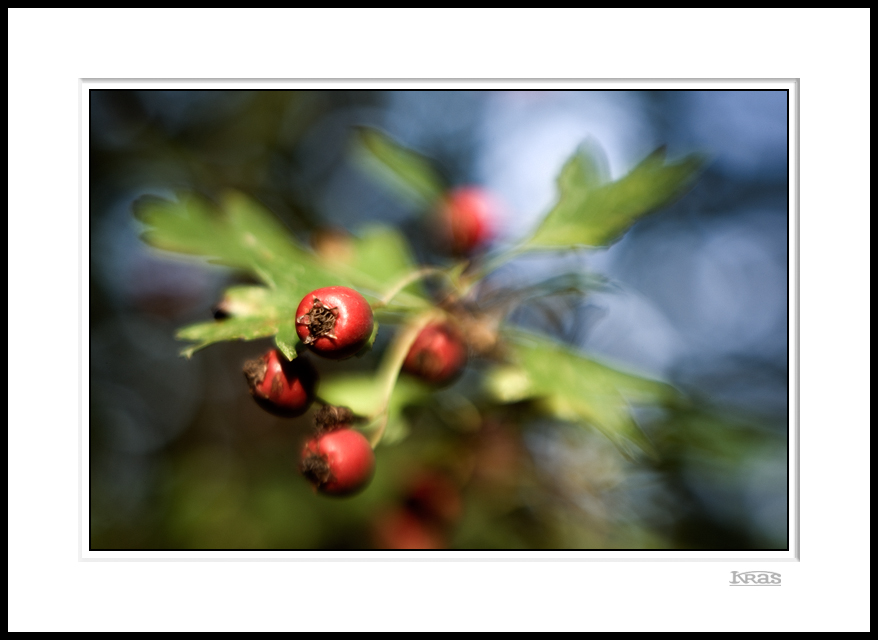 Hawthorn Berries 3