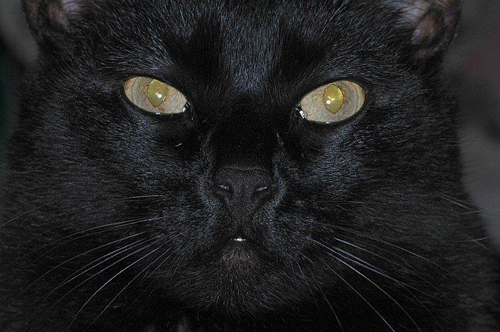 Yellow eyes, black face, so-what expression.