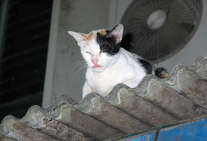 Cat on a hot tin roof, watching me eat my Pad Thai.
