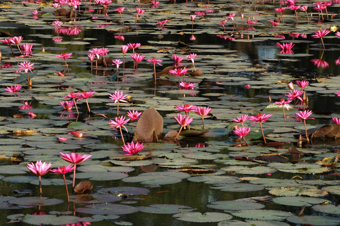 I found the lotus-filled moat more photogenic than Angkor Wat itself.