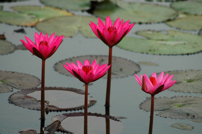 Lotus stalks and flowers.