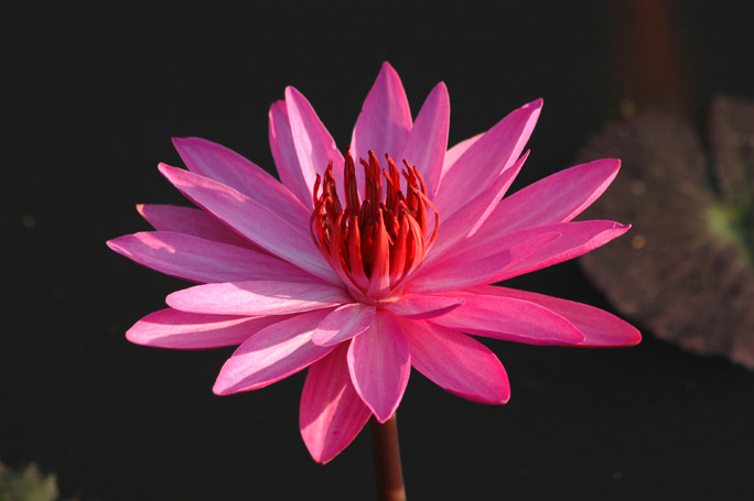 Lotus flower close-up.
