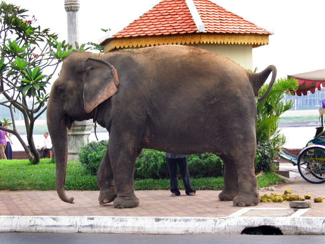 It wouldn't be Phnom Penh without an elephant crapping before your eyes, as you're having breakfast.