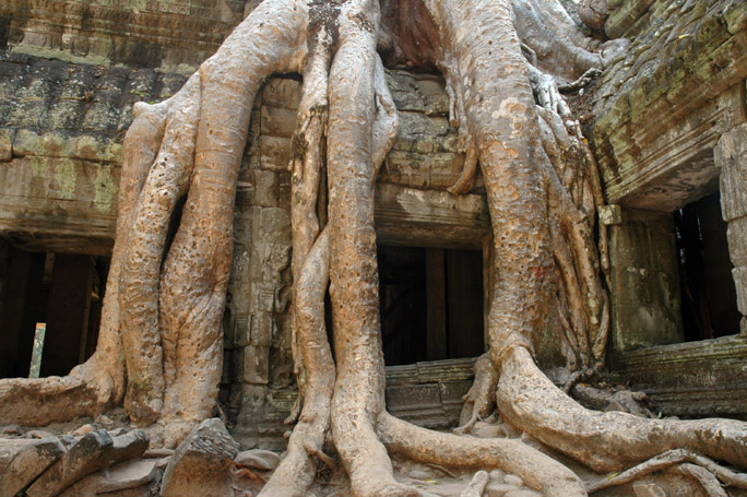 Every visitor to Ta Phrom makes a photo of this tree.