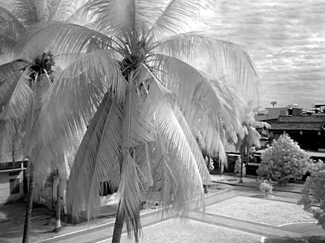 Palm tree in Infrared.