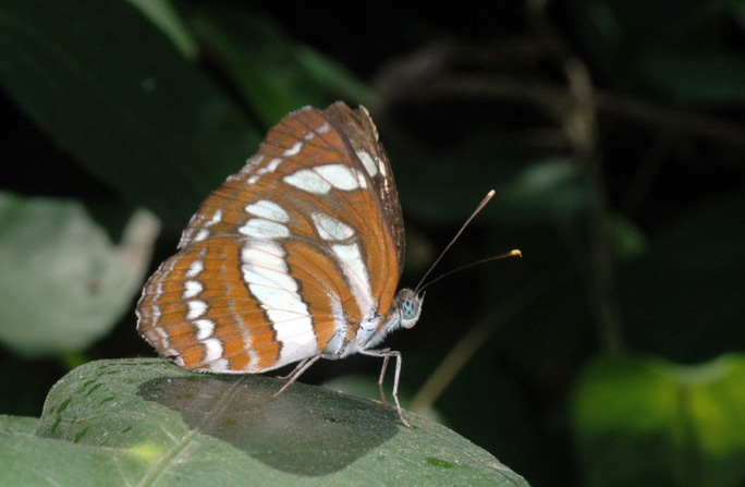 ... Siem Reap's Butterfly Farm ...