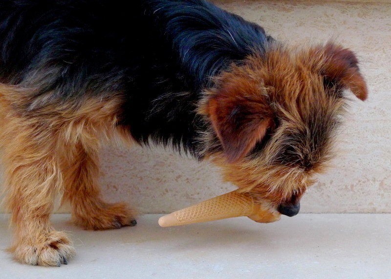 Icecream for dog