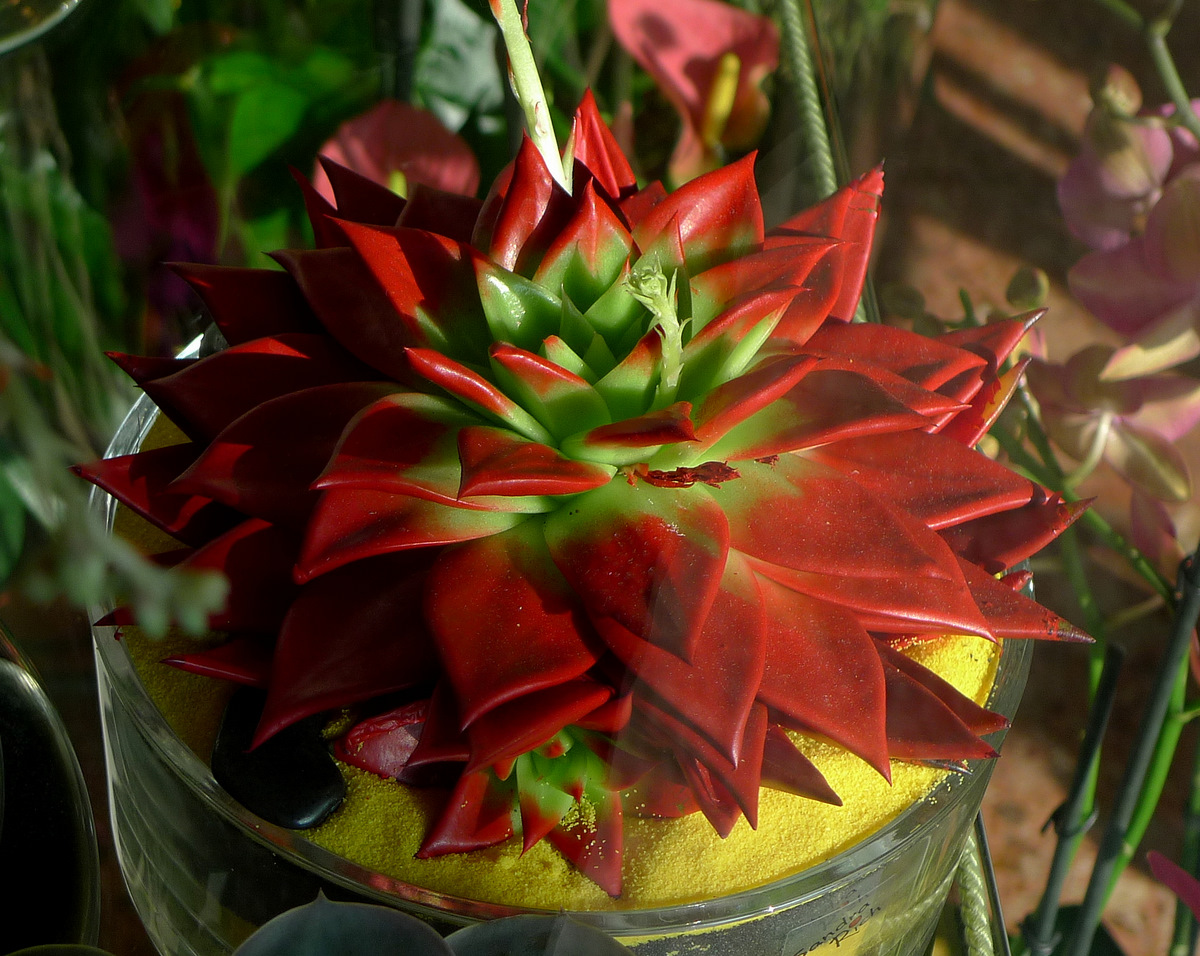 Succulent