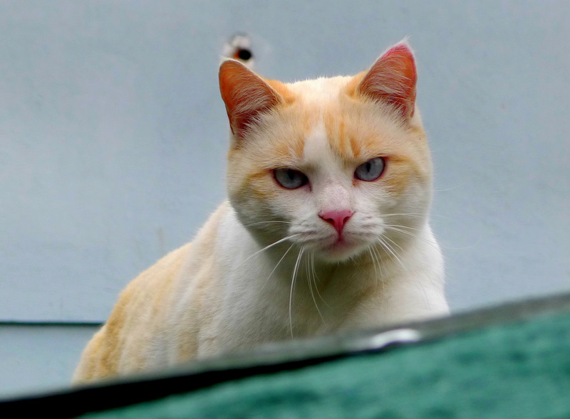 The Alexanders Cat