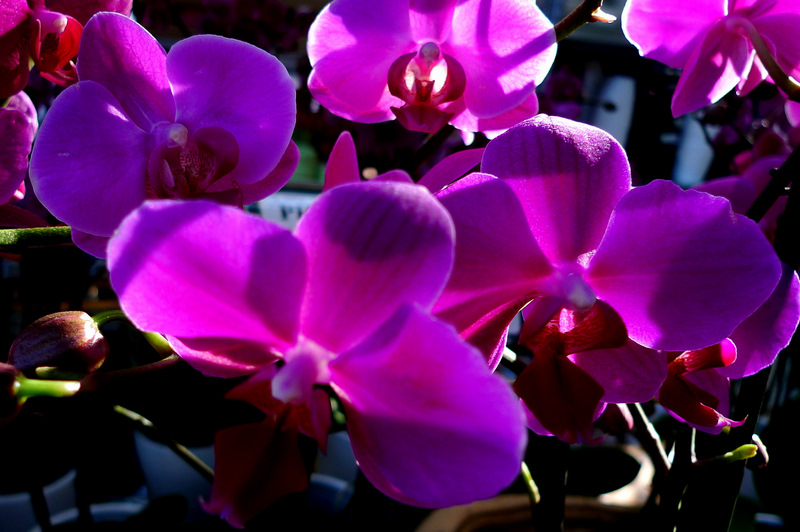 Orchids