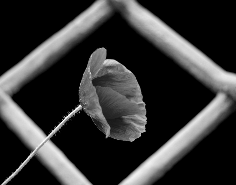 Red poppy