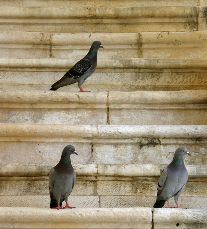 Pigeons