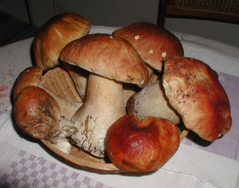 B edulis 1.jpg