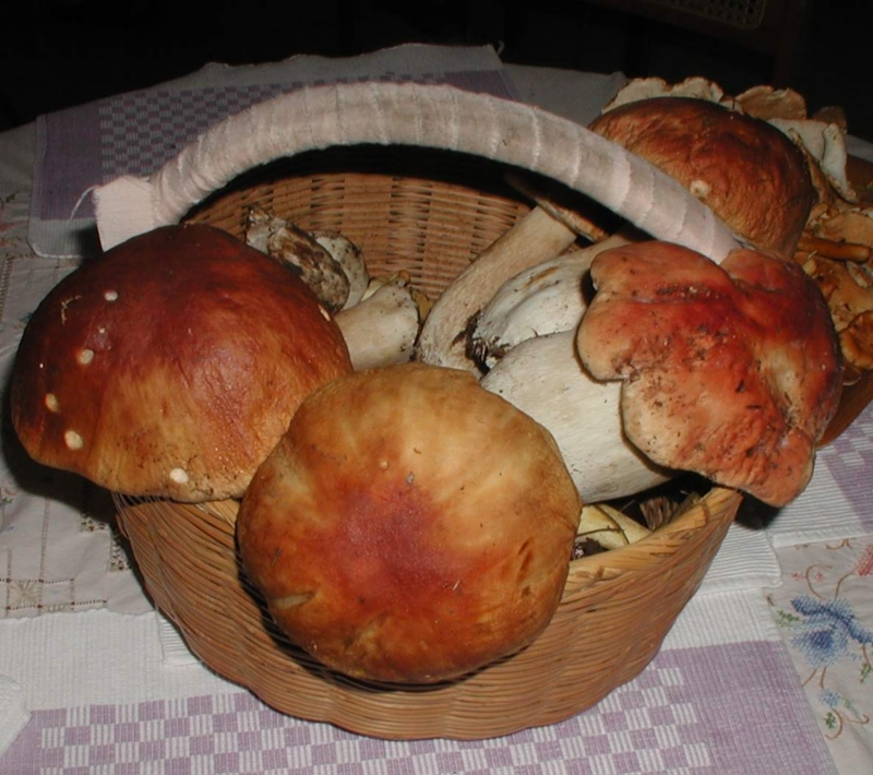 B edulis 3.jpg