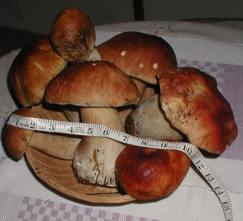 Boletus edulis 2.jpg