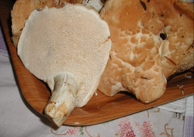 Dentinium repandum.jpg