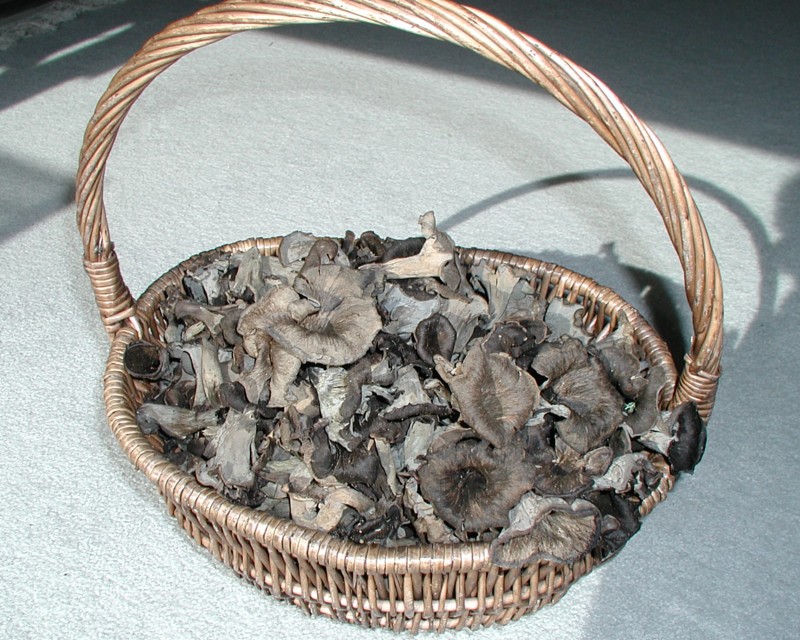 Black Trumpet 2.jpg