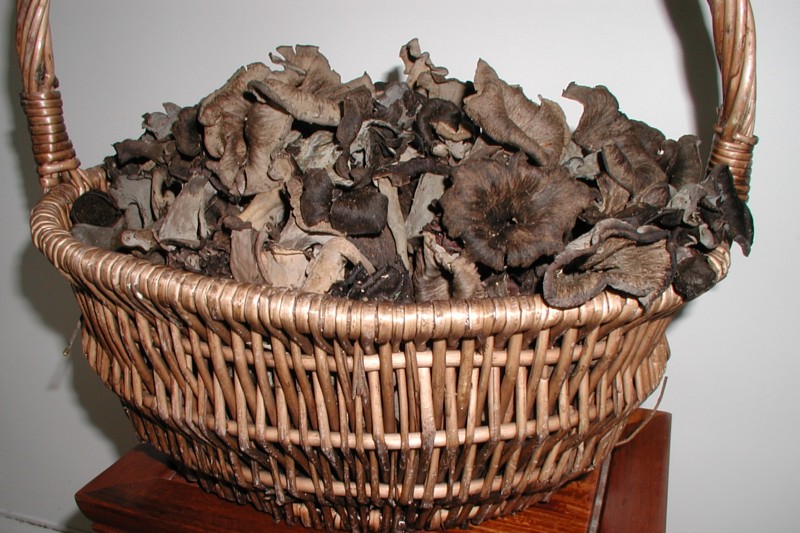 Black Trumpet 1.jpg