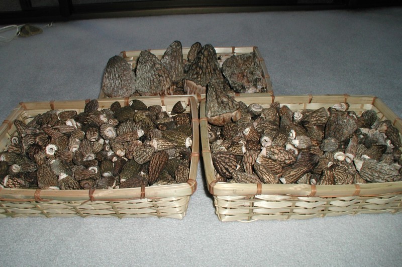 Morels 3.jpg