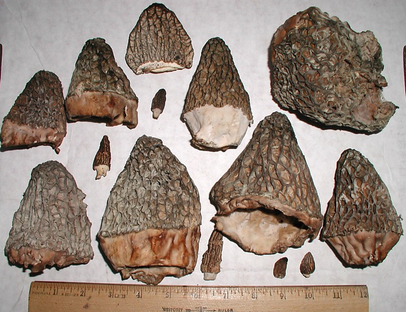 Morels 1.jpg