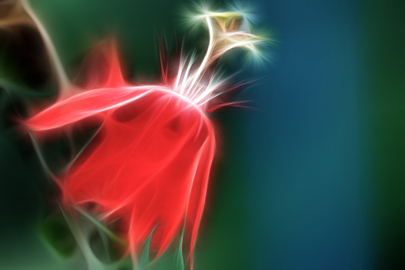 Apr 20 Passion flower Fractalius