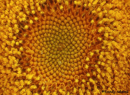 sunflowerd1217.jpg