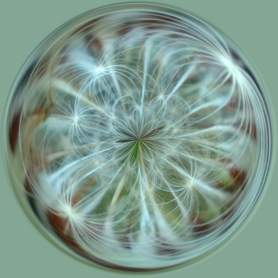 Dec 20 Dandelion