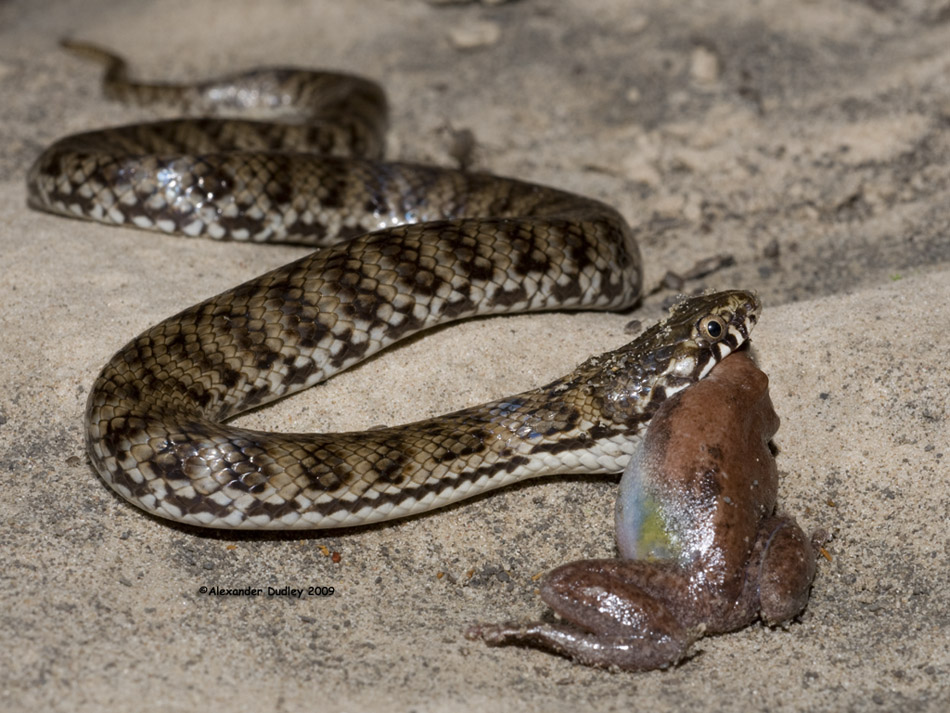 DeVis Banded snake, Denisonia devisi
