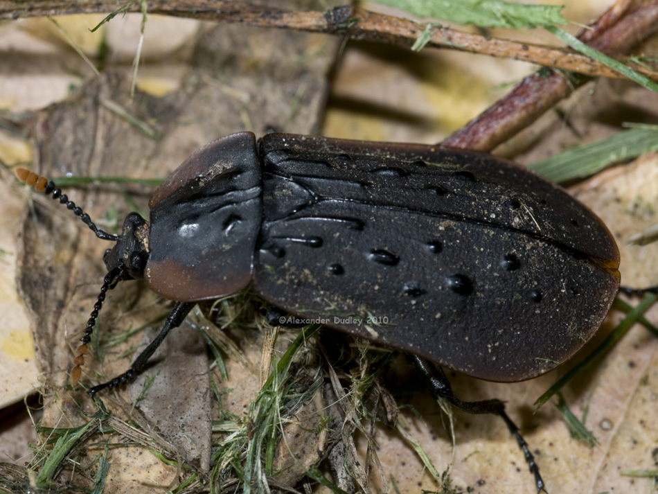 Ptomaphila lacrymosa