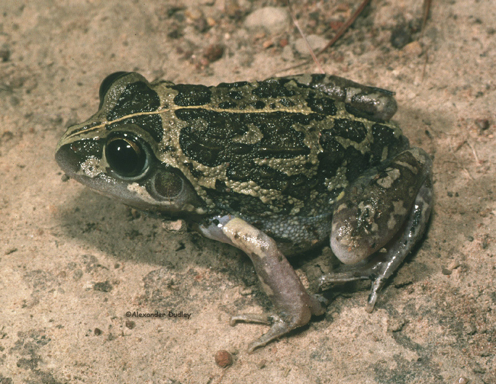 Cyclorana longipes