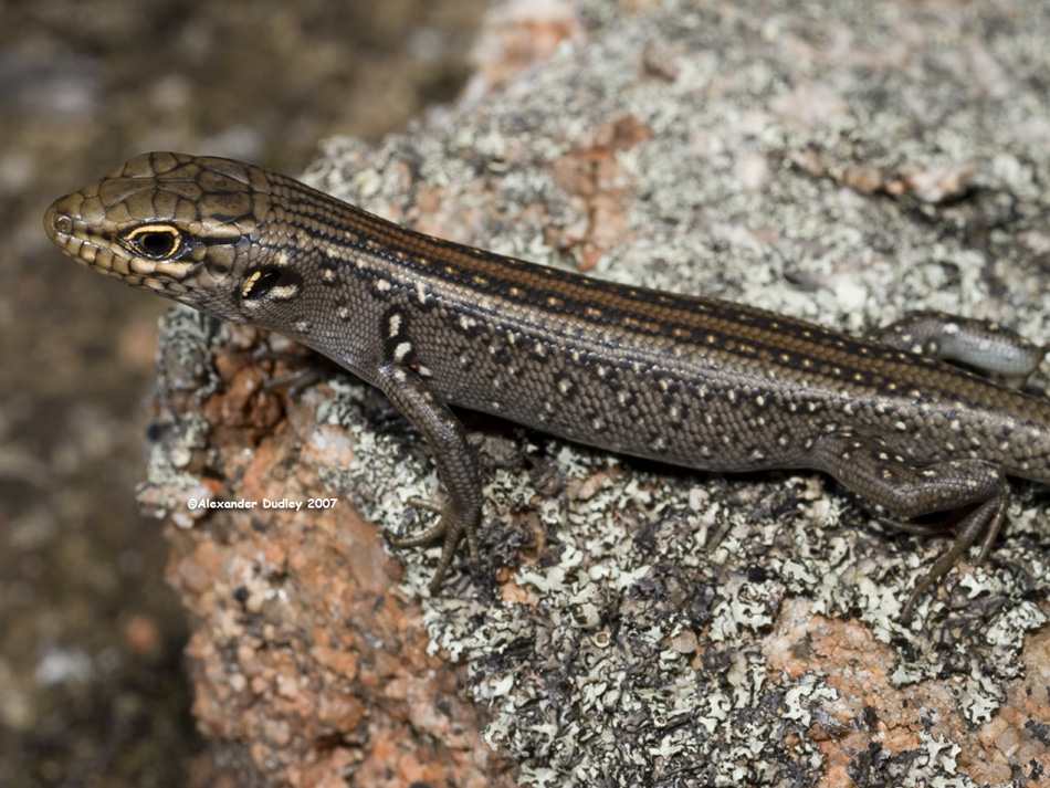 Liopholis whitii crassicaudatus