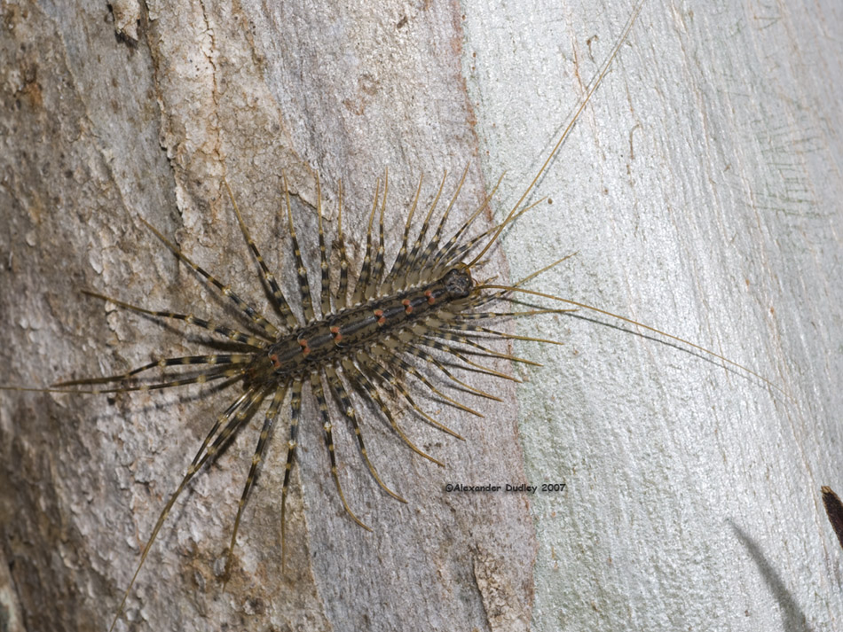 House Centipede