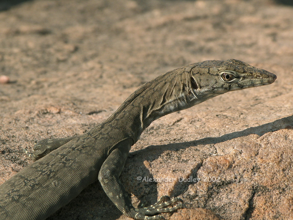 Varanus glebopalma