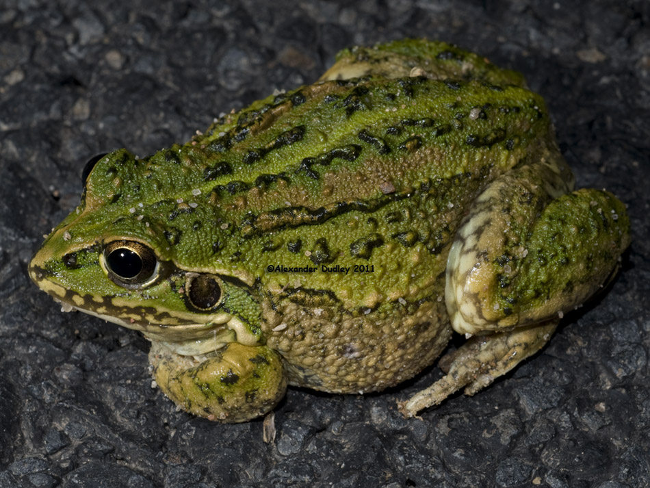 Cyclorana alboguttata