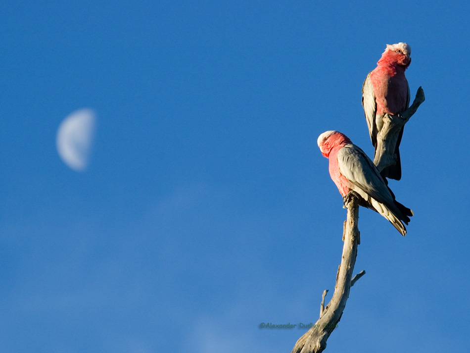 Galahs