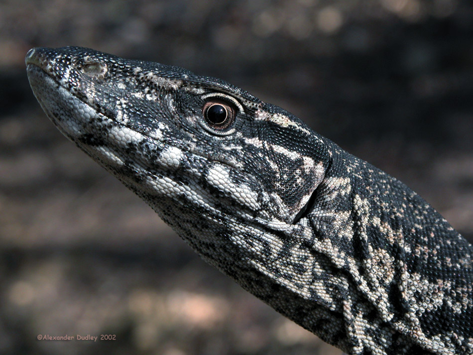Heath Monitor, Varanus rosenbergi kuringai
