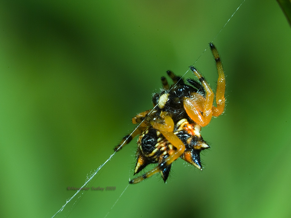 Gasteracantha sp. Maybe..