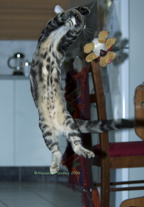 Super Ted avoids an ambush by his nemesis, the Tabby Terror