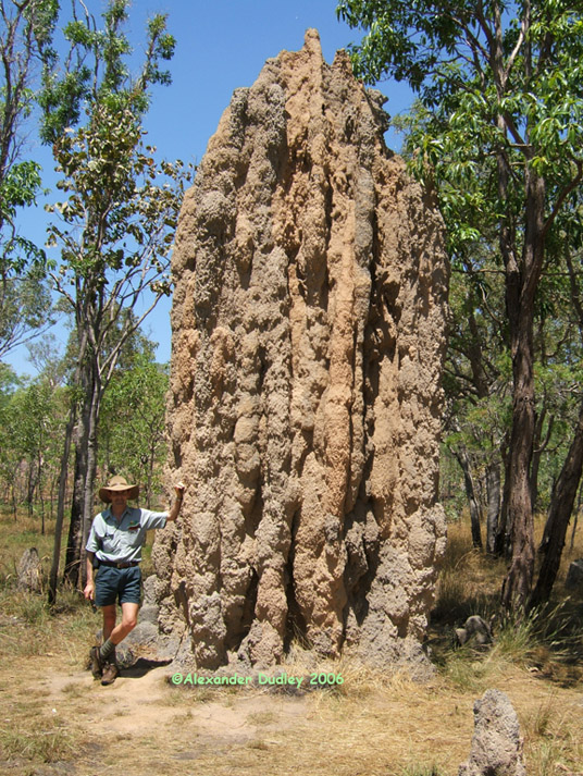 Cathedral Termite Mound