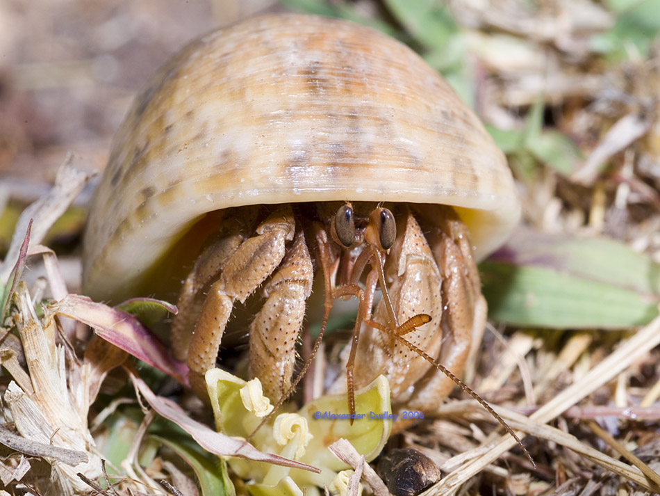 Hermit Crab, Coenobita variabilis