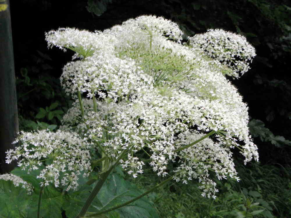 Fleurs multiples de la berce des Pyrnes