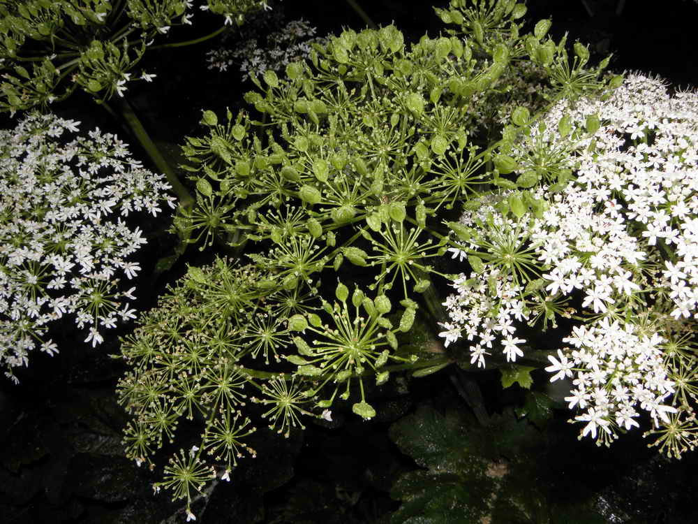 Fleurs et graines de la Berce