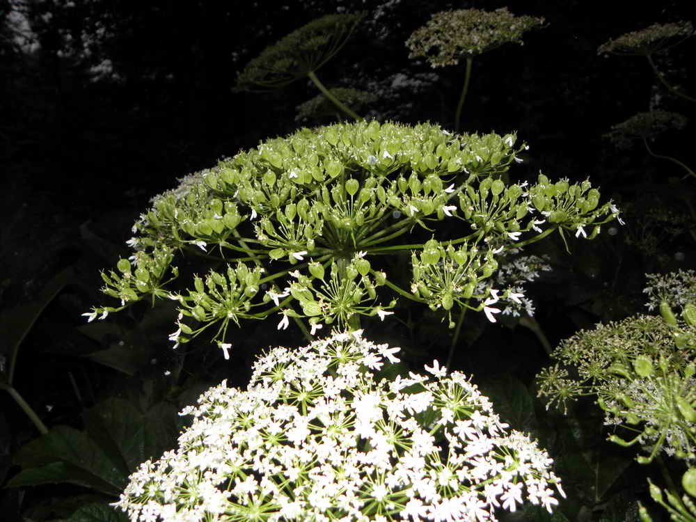 Fleurs et graines de la Berce des Pyrnes