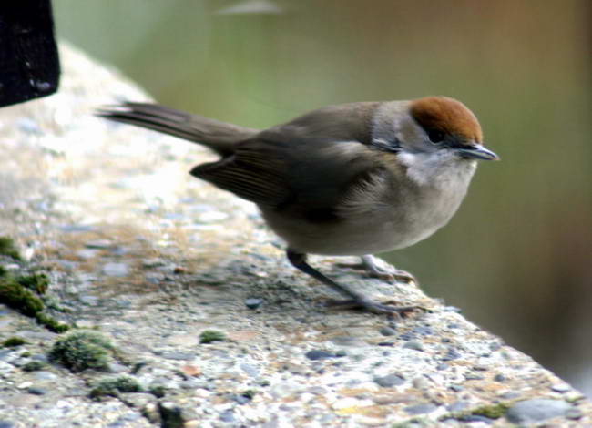 Fauvette - Hedge Sparrow