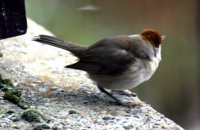 Fauvette - Hedge Sparrow