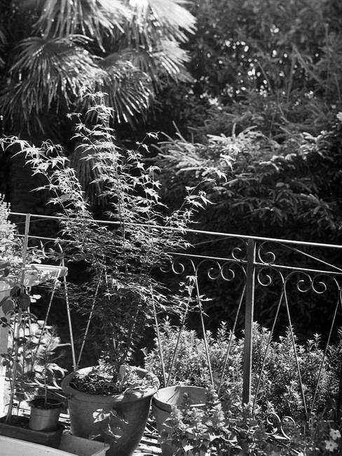 Le plaisir de remettre en route un Zeiss Ikon Maximar 207/7 (9x12)