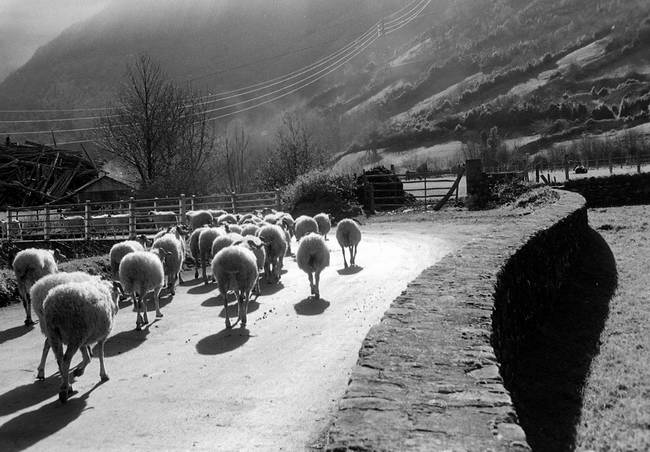 Matin de moutons en Valle dAspe
