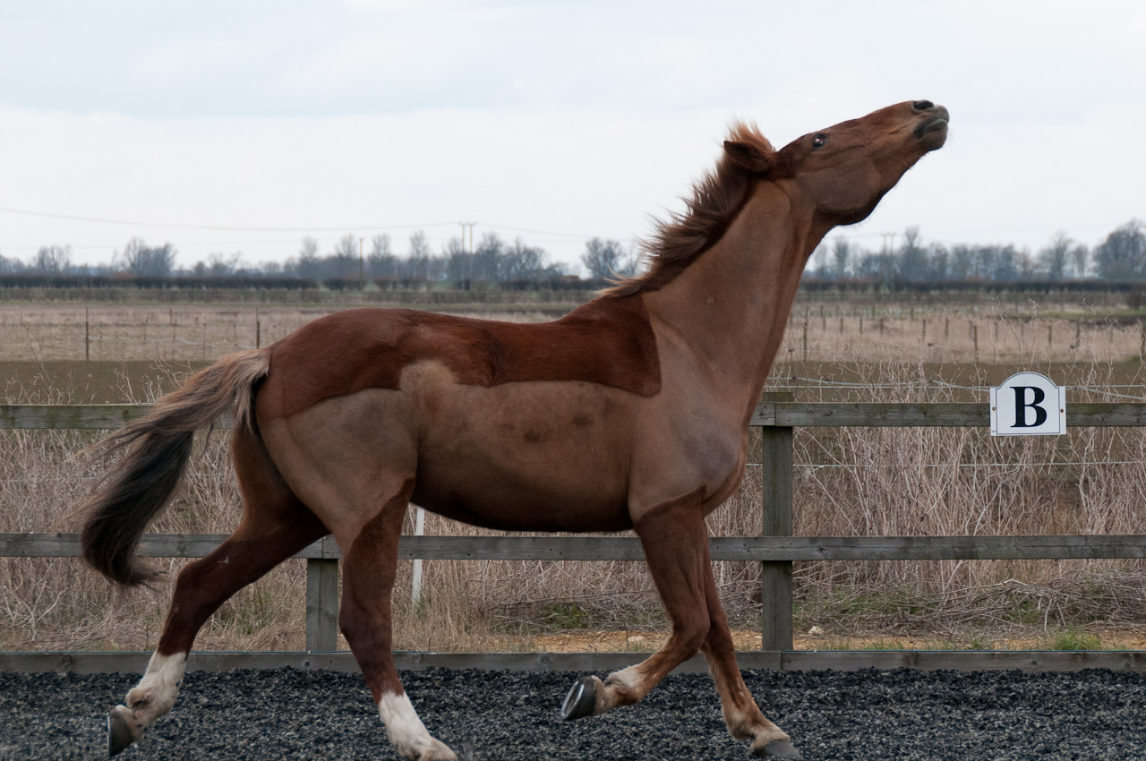 DSC_1485.jpg
